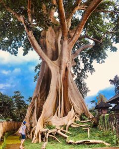 pohon raksasa desa tua