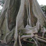 pohon raksasa desa tua