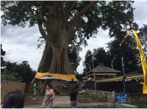 pohon raksasa desa tua