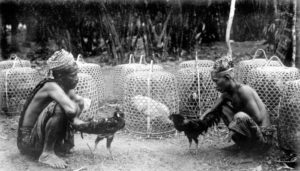 Sabung Ayam Tajen Bali