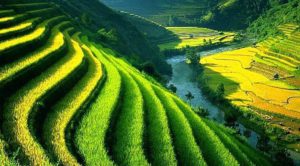 Sistem Irigasi Tradisional Subak