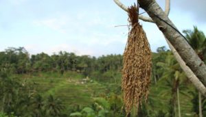 Sistem Irigasi Tradisional Subak