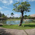 Taman Jepun Bali Frangipani