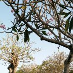 Taman Jepun Bali Frangipani