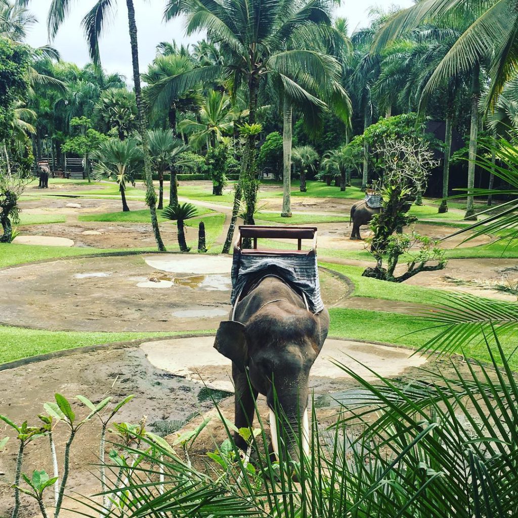 Taro Elephant Safari Park Ubud