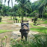 Taro Elephant Safari Park Ubud