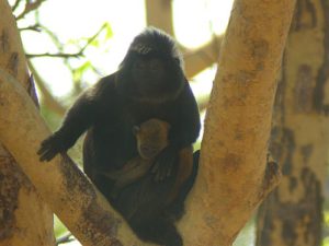 Teluk Brumbun Bali Barat