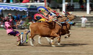 Tradisi Sampi gerumbungan khas Buleleng