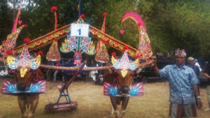 Tradisi Sampi gerumbungan khas Buleleng