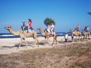 Unta di Pantai Nusa Dua Bali