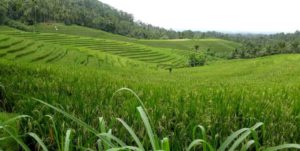 Wisata Desa Gunung Salak