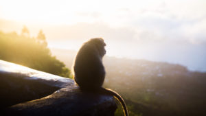 wisata sunrise di Kintamani