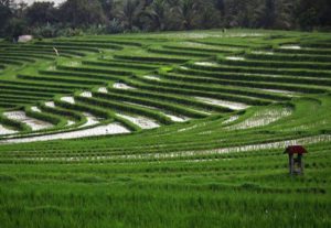 Wisata Terasering Sawah di Bali