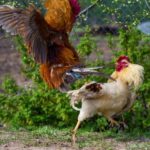 ayam di Bali