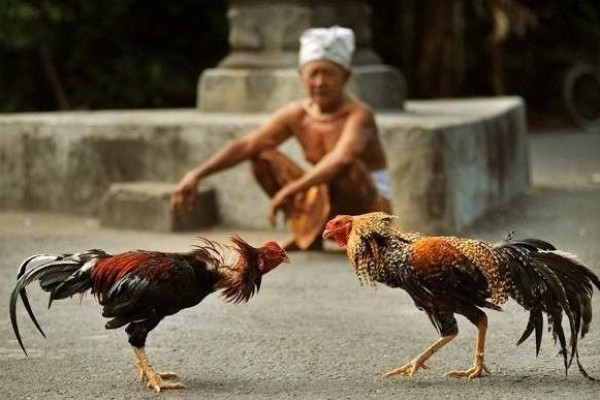 ayam di Bali