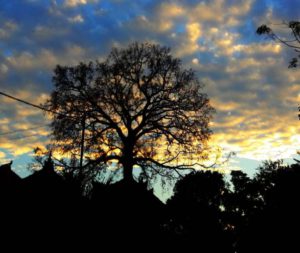 desa bengkala buleleng