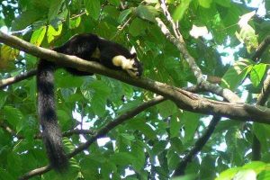 Hewan Langka dan Eksotis di Bali