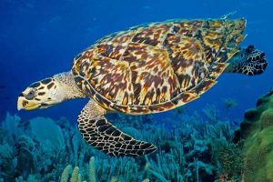 Hewan langka di Bali