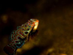 Ikan Pictured Dragonet