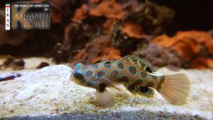 Ikan Pictured Dragonet