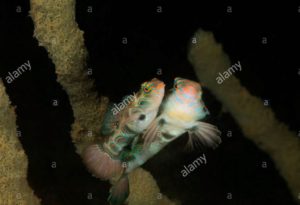 Ikan Pictured Dragonet