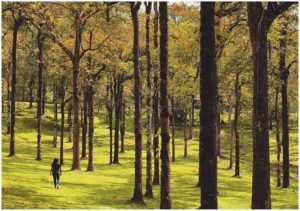 kebun raya bedugul bali