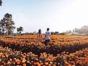ladang bunga marigold bali