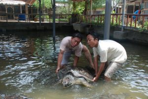 pulau serangan denpasar