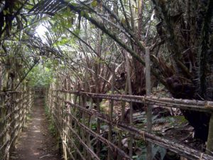 salak gula pasir khas Bali