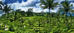 terasering sawah tegalalang