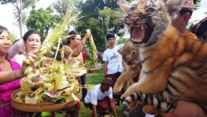 tradisi tumpek kandang di Bali