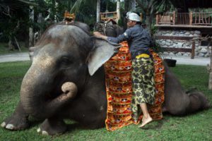 tradisi tumpek kandang di Bali