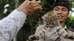 tradisi tumpek kandang di Bali