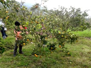 wisata petik jeruk kintamani