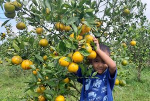 wisata petik jeruk kintamani