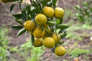 wisata petik jeruk kintamani